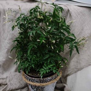 Potted jasmine plant wedding decorations