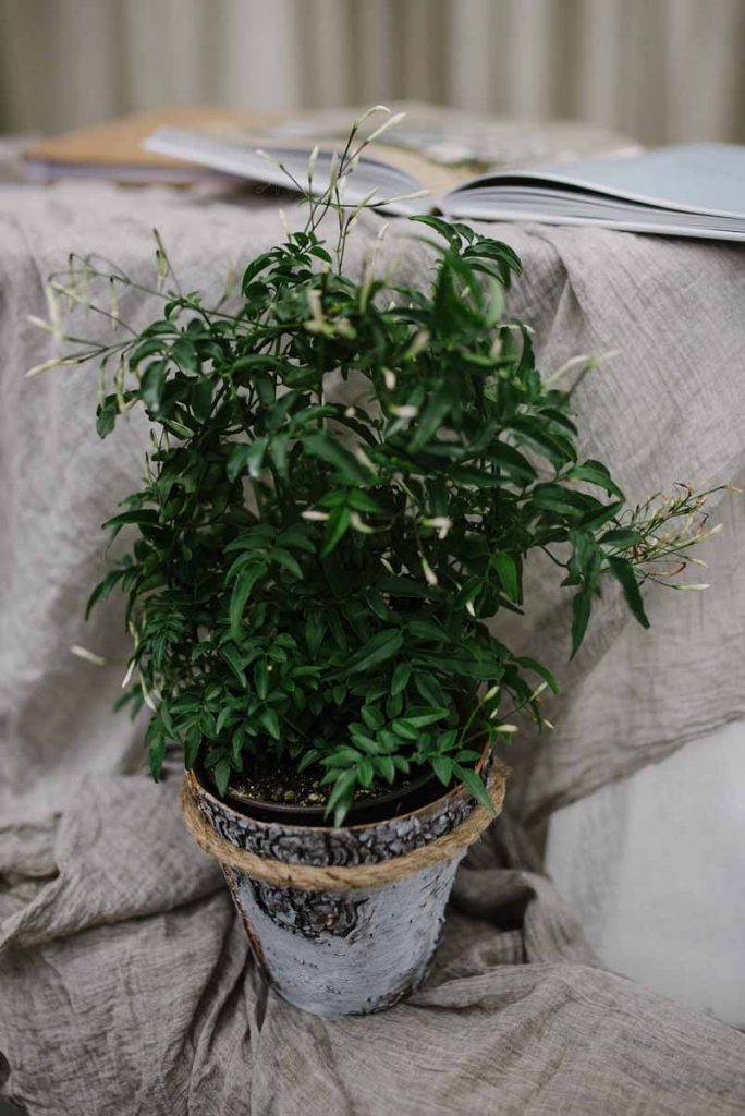 Potted jasmine plant wedding decorations